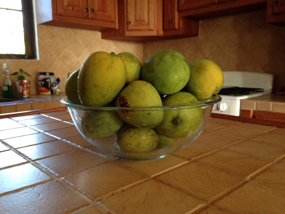 Bowl of Mangoes