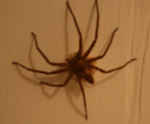 A female cane spider carrying around her egg sack. (Photo Cred: Maui.net)